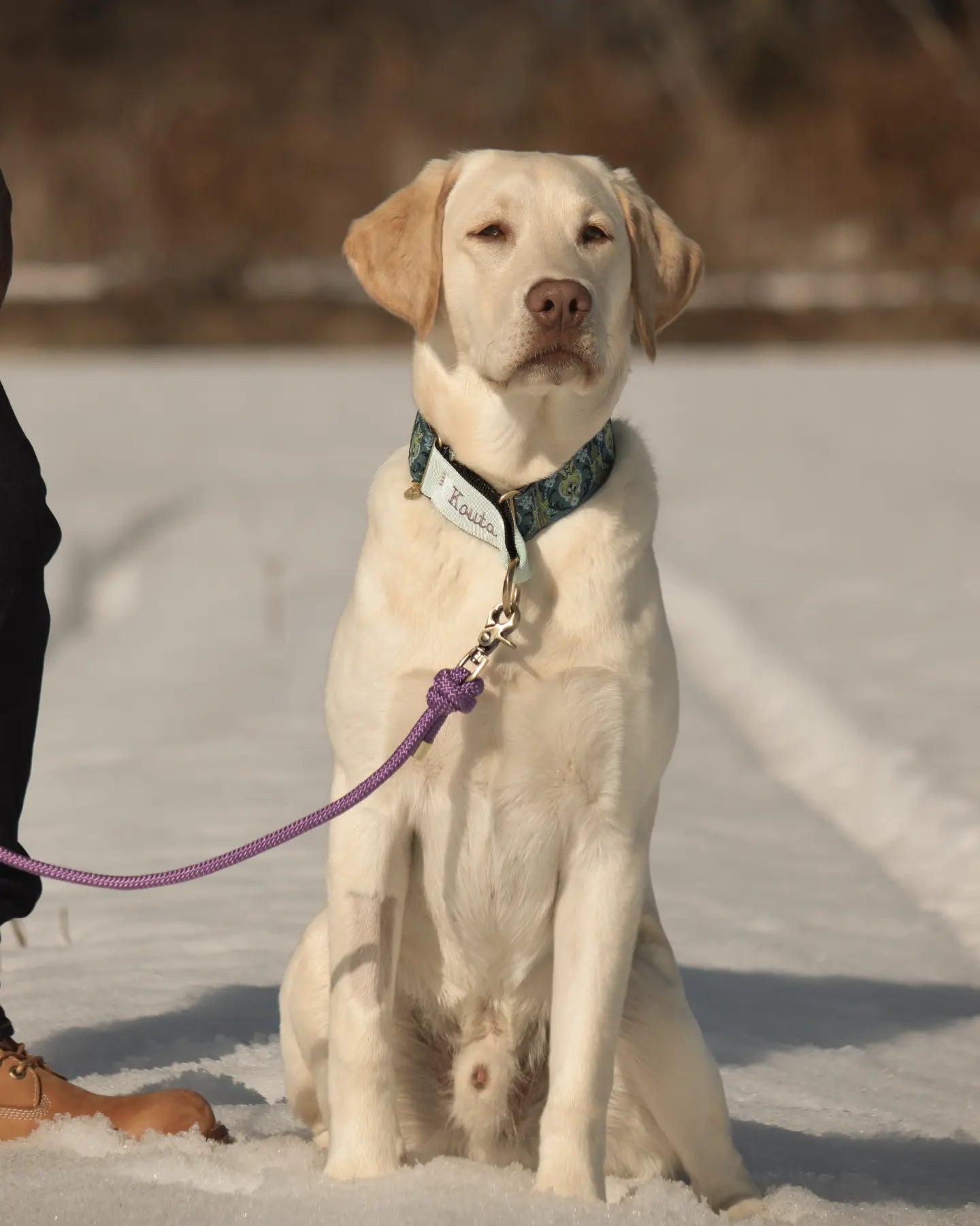 Classy dog collars outlet